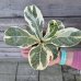  Ficus lyrata (Fikus lýrovitý) ´VARIEGATA´, kont. C1L, výška 5-10cm